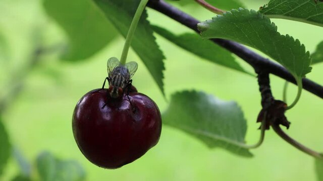 Calliphora vomitoria insect on a ripe fruit. Black fly eating a red Sour cherry fruit  on branch in the orchard