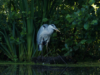 A Grey Heron (Ardea cinerea) fishing at Crime Lake at Daisy Nook Country Park in Oldham on a hot...