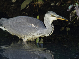 A juvenile Grey Heron (Ardea cinerea) fishing at Crime Lake at Daisy Nook Country Park in Oldham on a hot sunny day