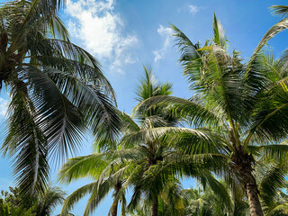 Fototapeta na wymiar Green palm trees. Green leaves of coconut trees. Balm against the blue sky.