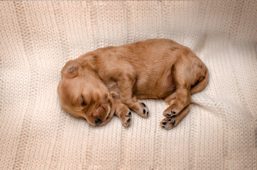 english cocker spaniel cute redhead newborn puppies
