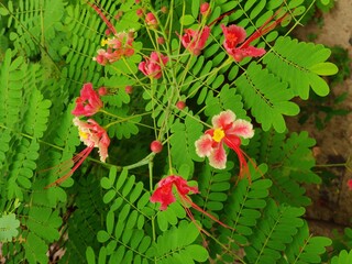 red and green leaves