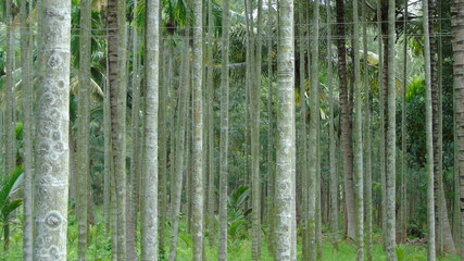 Fototapeta na wymiar bamboo forest in the morning