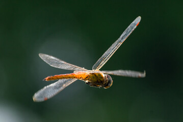 dragonfly close up - Powered by Adobe
