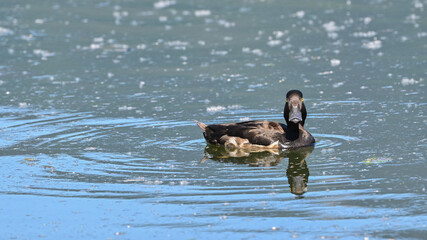 Anatra moretta ferma sul lago che osserva, in primo piano