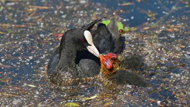 Femmina di folaga che porta cibo ai piccoli sul lago