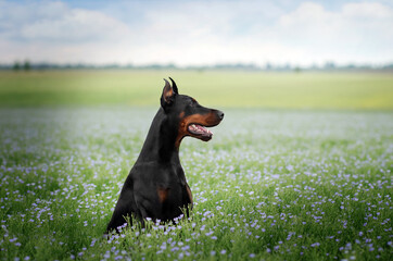 
Doberman dog beautiful portrait magic light beautiful nature
