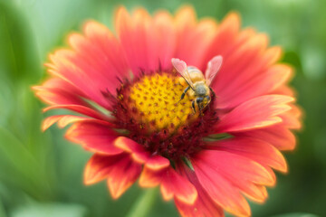 bee on a flower