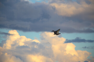 Chaj'a volando 
