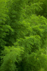 Bamboo,Northern Thailand