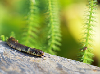 One grass snake (Natrix natrix) crawls on stone ground, sticks out its tongue against the background of green horsetails.