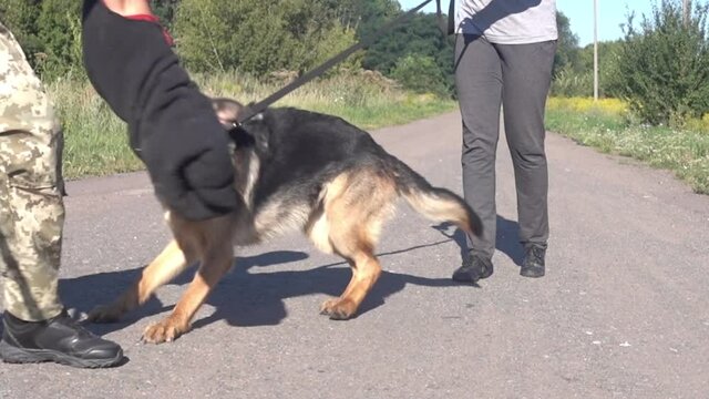 angry dog attacks