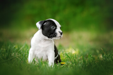 american staffordshire terrier cute puppies first walk outdoors beautiful green background
