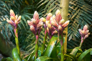 Pink buds guzmania flowers growing in a tropical greenhouse.