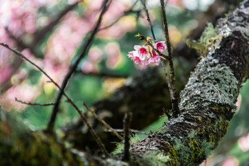 The blossom of Prunus cerasoides in the winter.