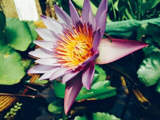 Purple Water Lily or Purple Lotus - Powered by Adobe