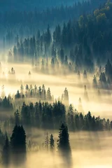Printed roller blinds Forest in fog misty nature background. fog in the mountain valley. landscape with coniferous forest view from the top of a hill. fantastic glowing scenery