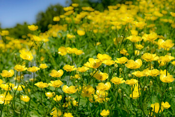 Fototapeta premium field of yellow flowers in summer