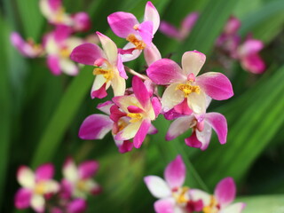 Fototapeta na wymiar Beautiful orchid flowers with rain drops
