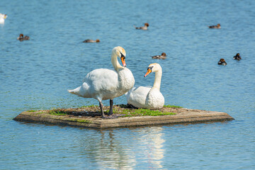 A romantic Mute swan (Cygnus olor) couple. Blue water background