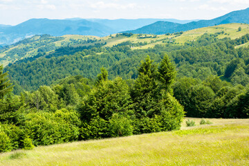trees on the grassy hill. summer mountain landscape. wonderful weather on a sunny day. bright sky at high noon