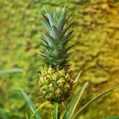 Obraz premium Growing a small pineapple in a tropical greenhouse.