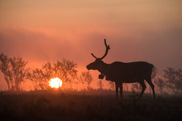 Fototapeta na wymiar Reindeer silhouette at dawn. The sun rises on the horizon. North of Russia, Kola Peninsula.