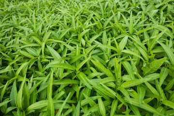 Fototapeta na wymiar Green water spinach plants in growth at vegetable garden, vegetable in southeast asia and China