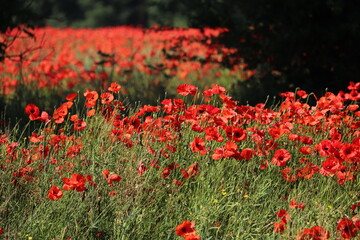 Brilliant red blooms red poppy heads 