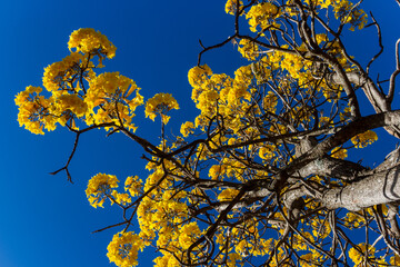 Galhos de ipê amarelo florido. Céu azul.