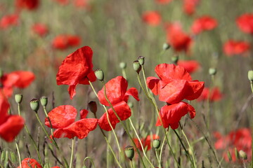 Brilliant red blooms red poppy heads 