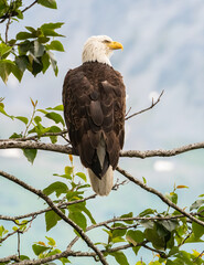 Adult Bald Eagle on a branch gazing out into the distance with an out of focus background.