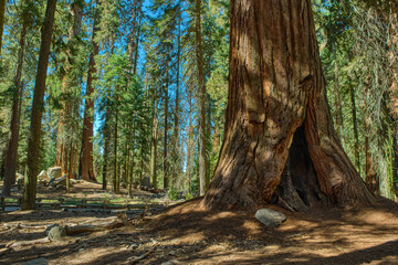 Fototapeta premium Sequoia National Park in California, USA.