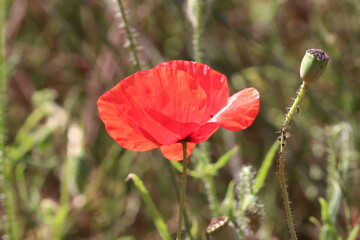 Brilliant red blooms red poppy heads 