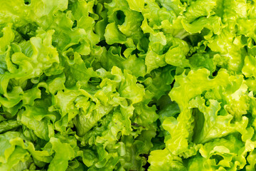 Fresh, green salad leaves textured background