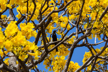 Ipê amarelo florido com um pássaro preto no galho.