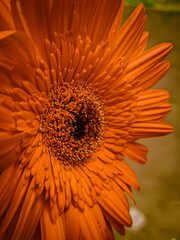 orange gerbera flower