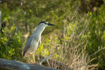 White crowned night Heron