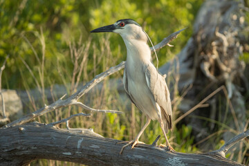 White crowned night Heron