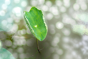 Nature, green lotus leaf, blurred background with bokeh