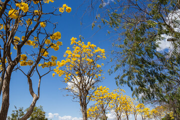 Flores em ipê amarelo com céu azul ao fundo.