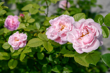pink rose flowers in garden