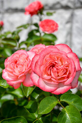 pink roses in garden