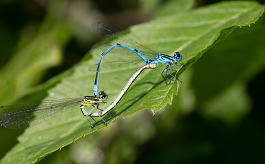 big dragonfly in a native habitat