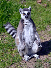 Naklejka na ściany i meble Ring-tailed lemur (Lemur catta) seen from front and seated on grass 