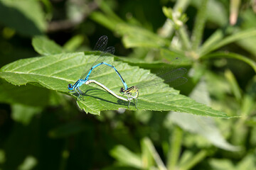 big dragonfly in a native habitat