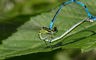 big dragonfly in a native habitat