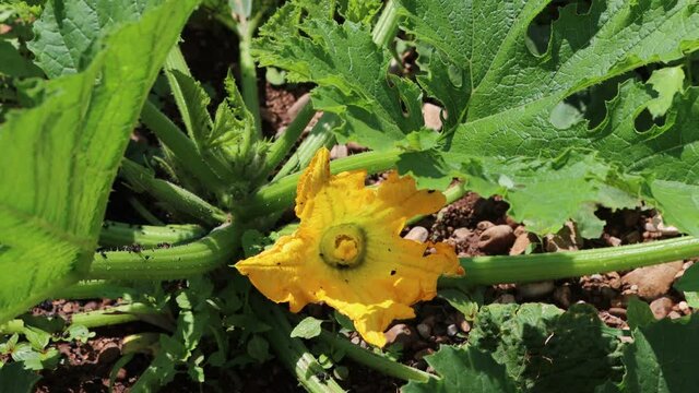 Yellow flower of zucchini plant growing in the vegetable garden
