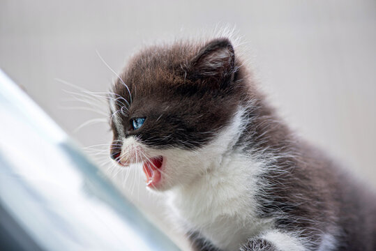 Screaming little kitten. Photographed close-up.
