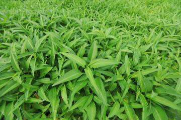 Green water spinach plants in growth at vegetable garden, vegetable in southeast asia and China